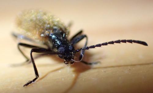 Lagria hirta